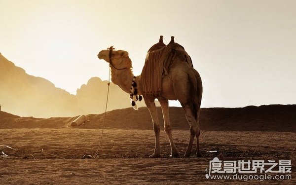 世界体型最大骆驼有多大 最高可达2.1米(比大象还高)
