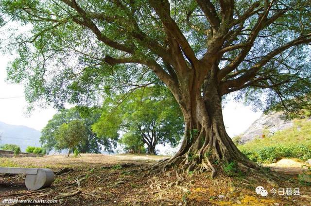 中国最粗最大的树 亚洲“榕王”独木成林（中国第一大树）