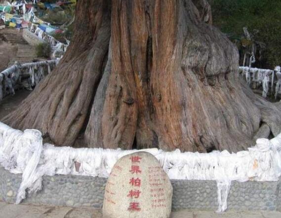 中国最高最大最粗的树 目前中国最大最粗最高的3颗神树