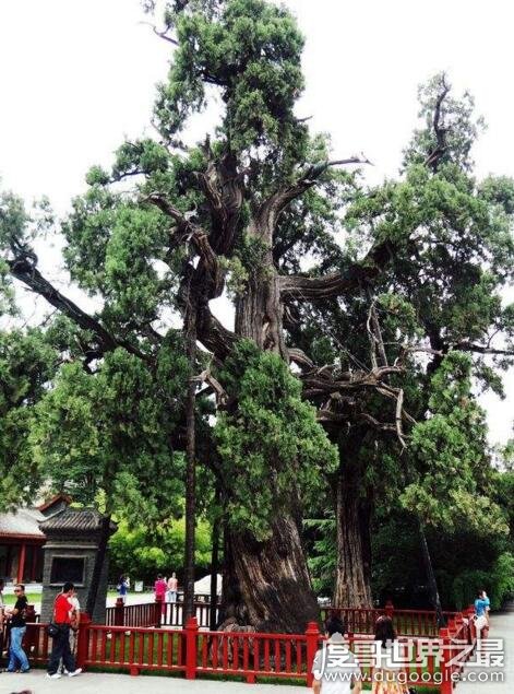 中国现存最古老的树排名 中国十大千年古树(轩辕柏最古老)