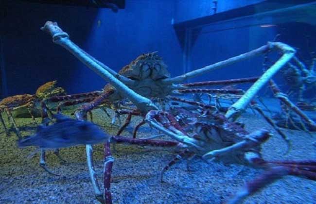 世界上最大的蟹排名 帝王蟹仅排第三最大的杀人蟹长4.2米（你敢吃吗）