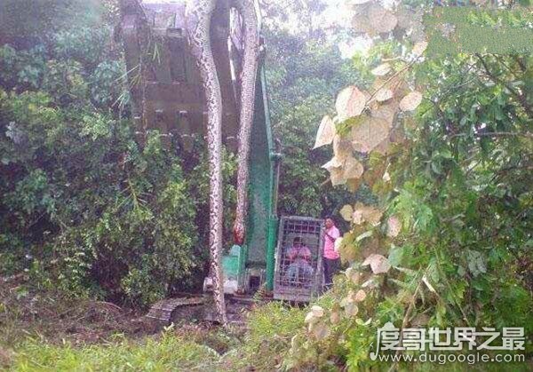 09年桂平挖蛇事件 施工队挖出重600斤/长16米巨蛇乃谣言