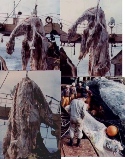 日本1977年海怪尸体事件 疑似远古蛇颈龙(海怪图片)