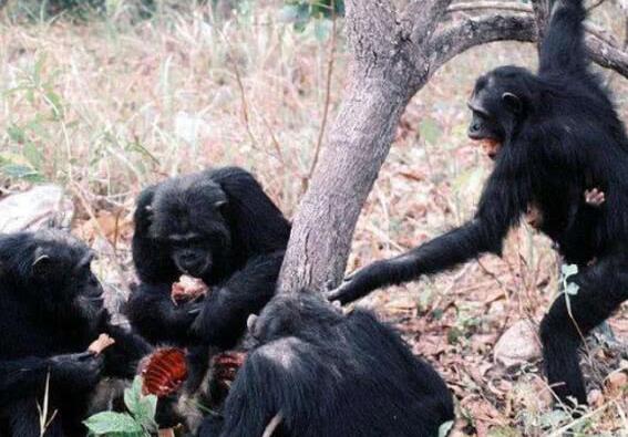 菲律宾恐怖食人猴事件图片 5人被吃(最后被军队剿灭)