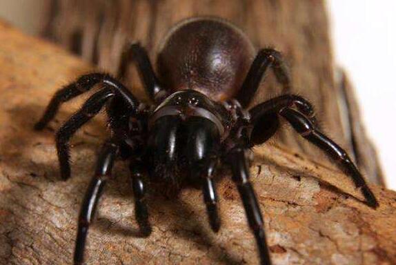 世界十大毒虫排名 漏斗网蜘蛛乃昆虫界中的第一毒王