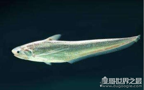 十大最贵淡水鱼 榜首有“长江第一鲜”的美称（长江刀鱼）