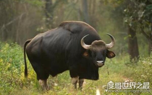 现存牛类体形最大 世界最大的牛是哪种牛（印度野牛）