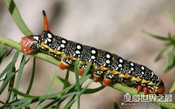 世界十大最可爱的虫子 大戟蛾幼虫堪称第一（善于伪装）