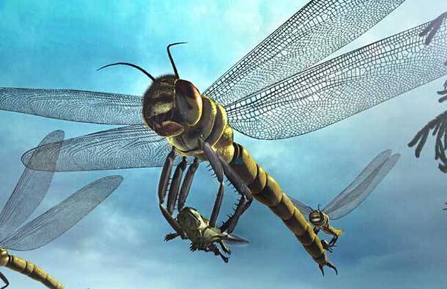 世界上最大的飞行昆虫 巨脉蜻蜓展翅达到75厘米(最早的空中霸主)