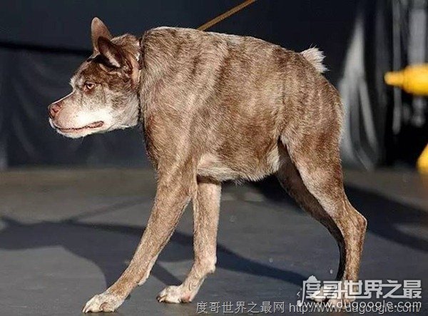 世界上最丑陋的9只狗 获得过最丑狗狗大赛冠军的9只狗
