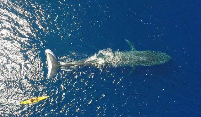 世界上最重的动物排行榜 蓝鲸居于榜首重达170吨（可每天增长90公斤）