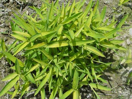 世界上最小的竹子菲白竹 秆高仅10cm~30cm(低矮细小)