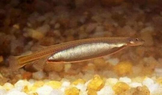 世界上毒性最强的鱼排名 海底毒鮋(石头鱼)毒性最恐怖