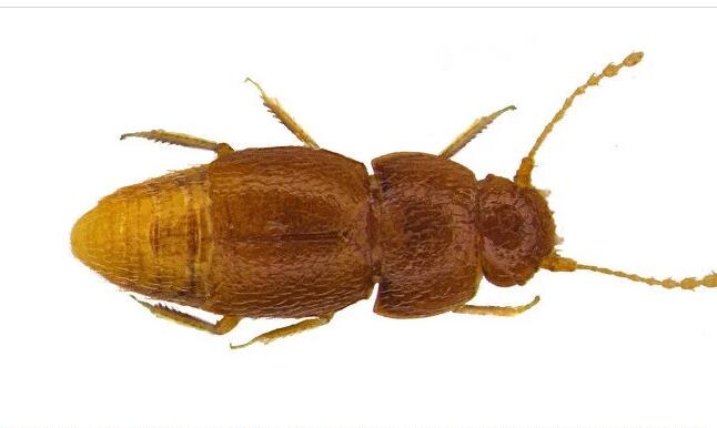 世界上最小的昆虫 以16岁少女命名格里塔（身长0.2毫米）