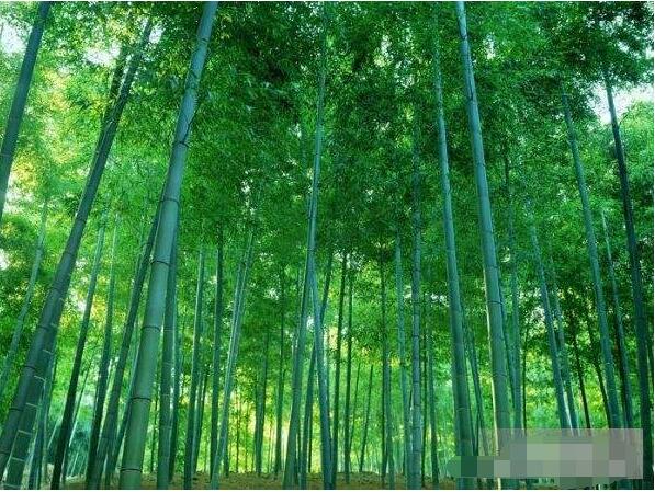 世界上最高的草 竹子属草本植物(巨龙竹最高达45米)