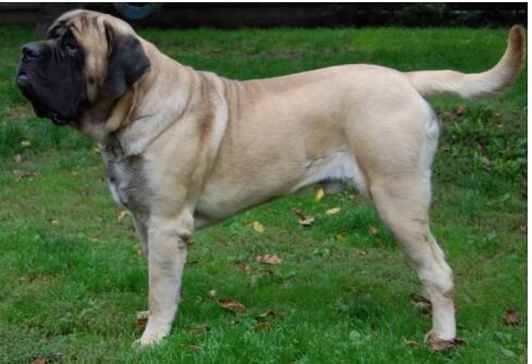 世界上名字最长的狗狗品种 哈士奇的全名竟多达11个字