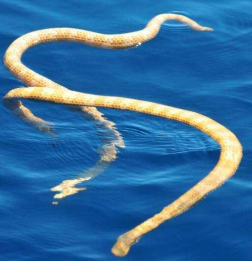 世界上最毒的海蛇排行 世界十大海蛇毒性排行榜