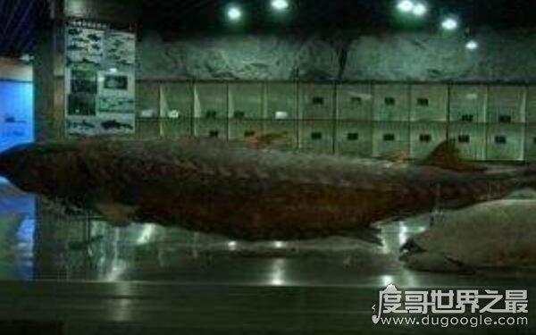 世界上最大的淡水鱼馆 中国科学院水生生物研究所（鱼类标本丰富）