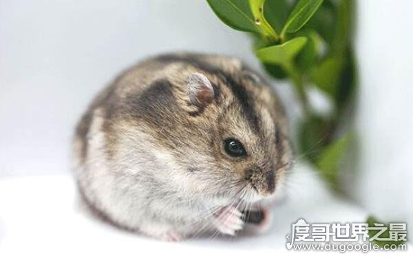 世界上最小的仓鼠是什么品种 罗伯罗夫斯基仓鼠体型最小（外貌像老爷爷）