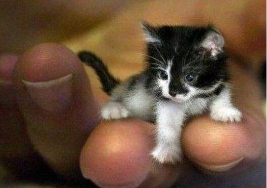 世界上最小的猫希德 仅8厘米长/重907克(还没可乐罐大)