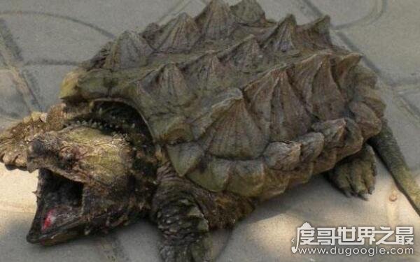 世界上最大的淡水龟品种 体型庞大攻击性强（鳄龟）