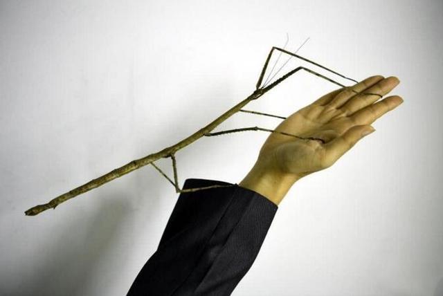 世界上最长的昆虫是什么 竹节虫体长6~24米最长62.4米