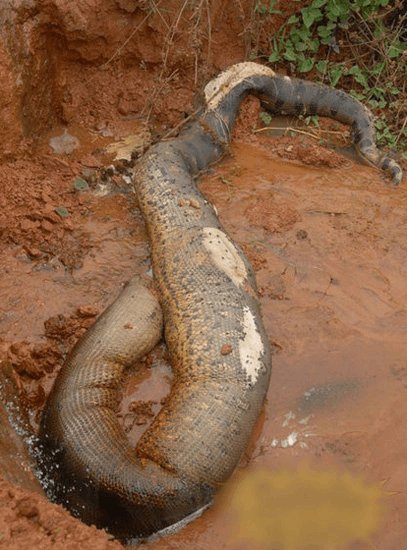 世界上最大的一头蛇 长达10米重达225公斤(雨林霸主)