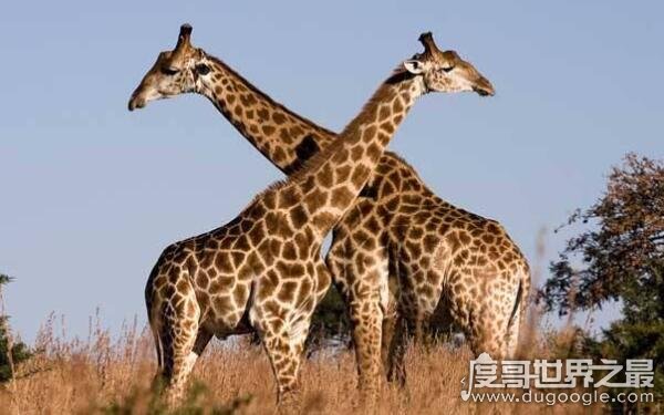 世界上腿最长的动物是什么 腿和脖子均最长（长颈鹿）