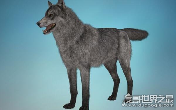 世界上现存最大的狼 体长可达1.8米（不列颠哥伦比亚狼）