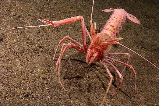世界上最耐热的动物排行 火山虾能在450度的环境下生存