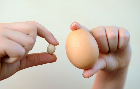 世界上最小的鸡蛋 还没一角硬币大小仅1.55厘米(还能吃吗)