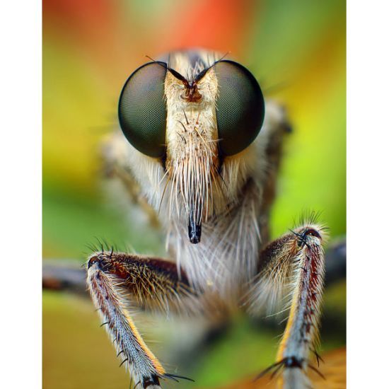 世界上最大的苍蝇 英雄拟食虫虻长度可达8.5厘米(采花蜜)
