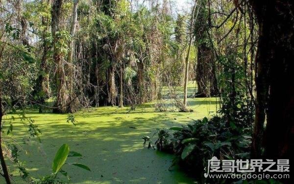 世界上最危险的沼泽 又名幽灵沼泽（曼查克沼泽）