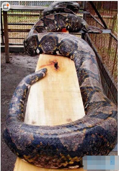 世界上真正的第一巨蛇 桂花巨蟒身长14.8米/重900斤