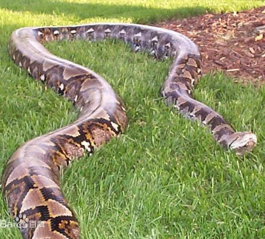 世界上最大的十大巨蟒 世界十大蟒蛇排名(网纹蟒最大)