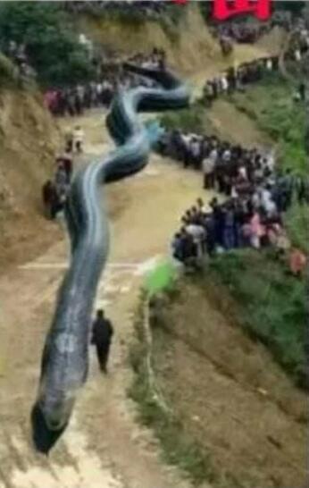 四川出现120米大蛇 19年宜宾地震震出120米巨蛇系谣言