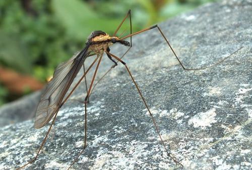 世界上最大的蚊子 华美巨蚊身长可长达4厘米(为益虫)