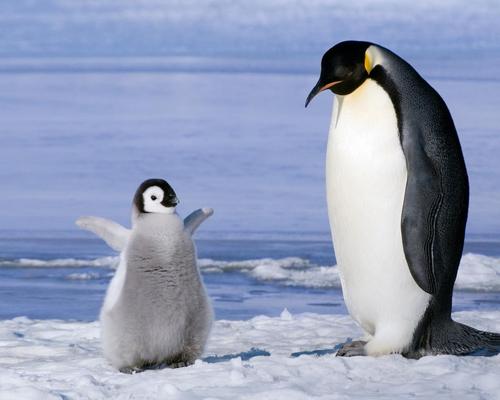 北极有企鹅吗 北极企鹅为什么灭绝了（人类捕杀）
