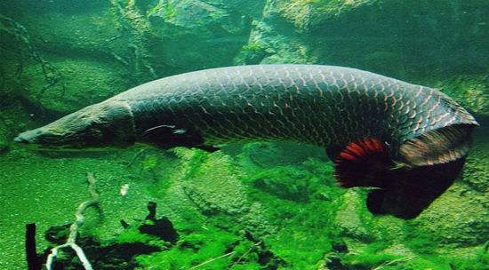 巨骨舌鱼 来自一亿年前的古老淡水鱼（海象鱼）