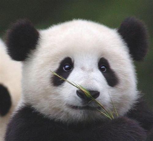 大熊猫吃肉吗 小熊猫和大熊猫有什么关系（不是一个物种）