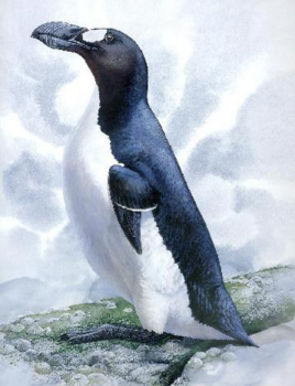 世界十大灭绝动物 原来北极也曾有企鹅（长知识了）