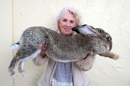 吉尼斯世界记录最大的兔子 体长一米二（大流士兔子）