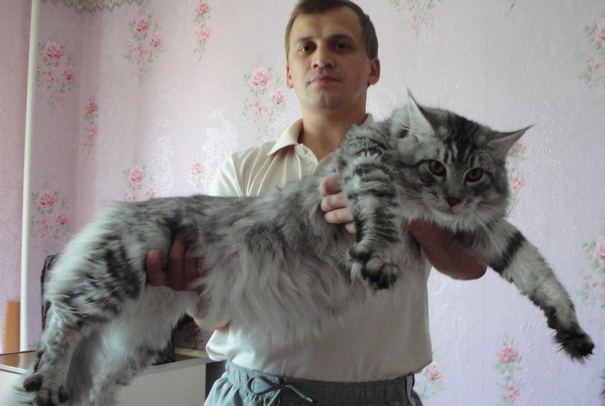 世界上最大的猫 身长竟然有1.23米（还爱撒娇）