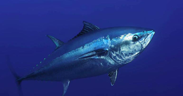 世界十大最贵海鱼 来看看那些卖出天价的鱼（观赏鱼居多）