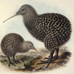 世界上有一种没有翅膀的鸟 是新西兰的国宝（很长寿）