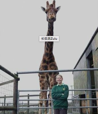 世界上最高的长颈鹿 个子太高带来好多困扰（单身鹿）